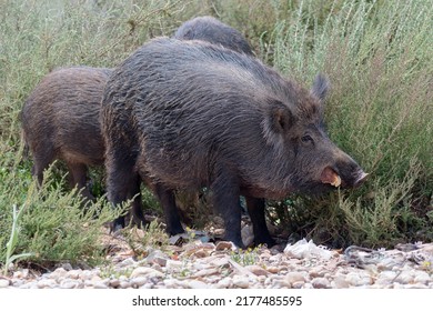 Wild boar, common wild pig, Eurasian wild pig, or wild pig (Sus scrofa) Almeria, Spain
