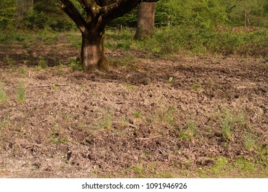 Wild Boar Damage In Forest Of Dean Uk