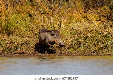 Wild boar in the Djoudj National Bird Sanctuary, Senegal. UNESCO World Heritage