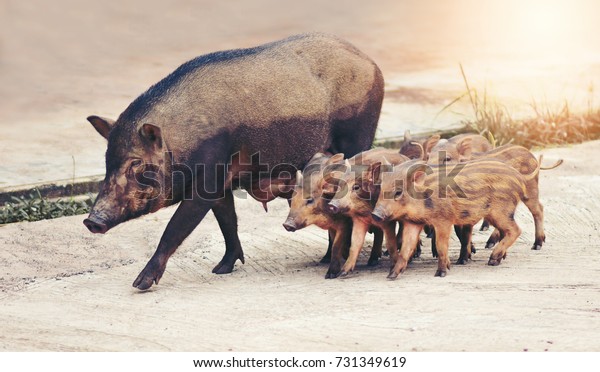 Wild Boar Family Came Into City の写真素材 今すぐ編集