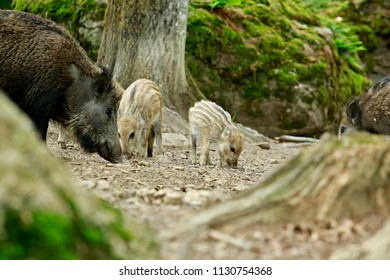 Wild Boar Family Feeding Themselves In Forest On Dry Ground, Adult And Little Striped Baby Piglets, Tree Trunk, Blurry Foreground, Green Moss On A Rock In Background
