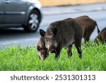 Wild boar family foraging near an urban road, posing a potential hazard to traffic. A mother boar and her piglets search for food while cars pass by. conflict between wildlife and city life.