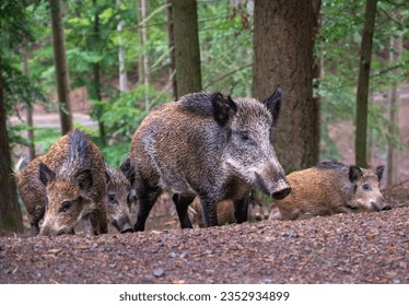 Wild boar family in the forest - Shutterstock ID 2352934899