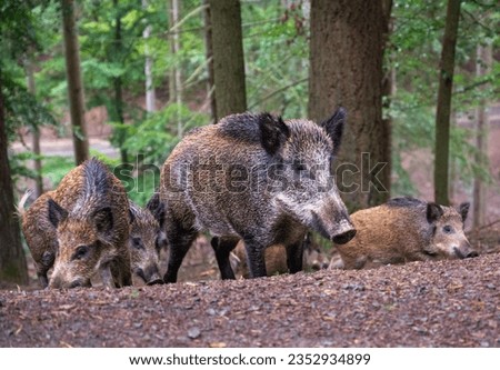 Wild boar family in the forest