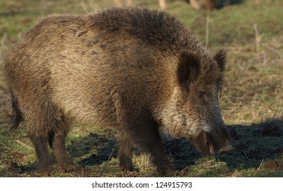 American Bison Bison Bison Grazing Hayden Stock Photo 660118291 ...