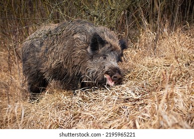 Wild Boar Feeding On Dry Grassland In Autumn Nature