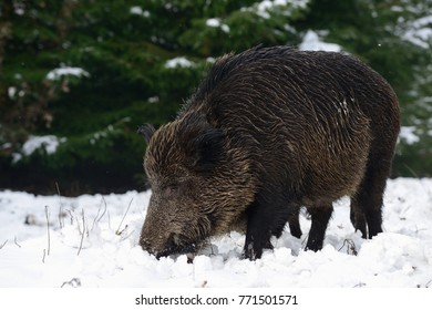 Wild boar female in the winter forest, (sus scrofa)