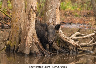 Wild Boar Or Feral Pigs In A Dense Southern Swamp