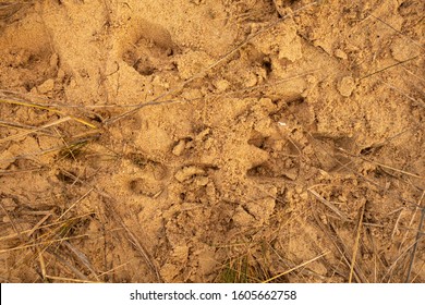 263 Pig Footprints Stock Photos, Images & Photography | Shutterstock