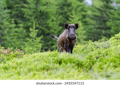 WILD BOAR IN THE FOREST
