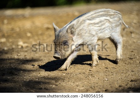 Similar – Junges Minischwein springt lebenslustig in der Natur. Lustiges, süßes, witziges, goldigen Baby Schwein springt zum Neujahr, Silvester, Jahresbeginn, Jahresende, Jahreswechsel. Silvester, Neujahr, Jahreswechsel. Glückwunsch, Freude, Glück, Wünsche, Jubiläum