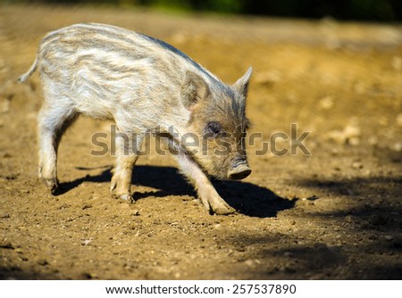 Similar – Junges Minischwein springt lebenslustig in der Natur. Lustiges, süßes, witziges, goldigen Baby Schwein springt zum Neujahr, Silvester, Jahresbeginn, Jahresende, Jahreswechsel. Silvester, Neujahr, Jahreswechsel. Glückwunsch, Freude, Glück, Wünsche, Jubiläum