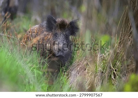 Wild boar in the forest in the wild