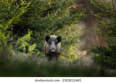 Wild boar in the forest. European nature during spring. Eye to eye contact with the boar. - Shutterstock ID 2303012485