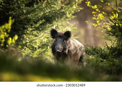 Wild boar in the forest. European nature during spring. Eye to eye contact with the boar. - Shutterstock ID 2303012489