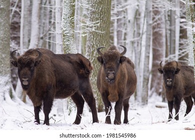 Wild boar in the Białowieża Forest in winter
