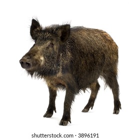 1,191 Wild Boar Front Images, Stock Photos & Vectors | Shutterstock