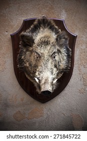 Wild Boar Head