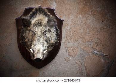 Wild Boar Head