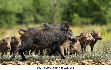 3,080 Herd wild pigs Images, Stock Photos & Vectors | Shutterstock