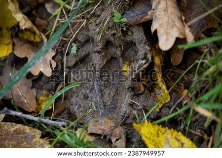 wild boar hooves imprints on the mud with visible signs of digging in the ground
