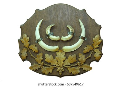 Wild Boar Hunting Trophy Mounted On Wood Display, Isolated On White