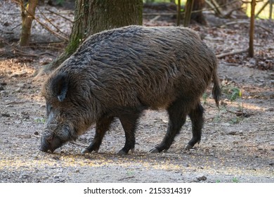 Wild Boar Looking For Food On The Forest Floor