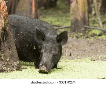 Wild boar in a Louisiana swamp
