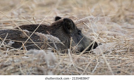 Wild Boar Lying On Dry Grassland In Springtime Nature