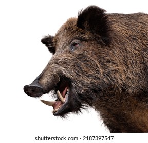 Wild Boar male portrait isolated on white.