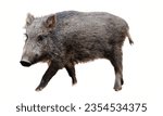 Wild Boar: Wild boar meat is known for its rich, gamey flavor and is used in various dishes.