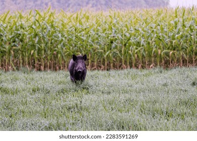 wild boar near corn field
