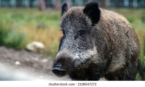 1,818 Charging Boar Images, Stock Photos & Vectors | Shutterstock