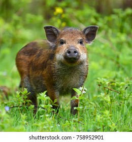 Wild boar on the forest in springtime