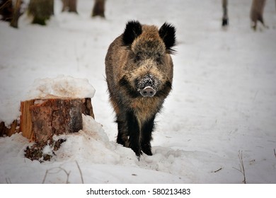 Wild Boar On Snow In Reserve Bialowieza Forest