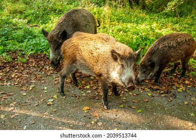 6,045 Boar tail Images, Stock Photos & Vectors | Shutterstock