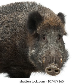 Wild boar, also wild pig, Sus scrofa, 15 years old, portrait and close up against white background