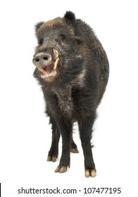 Wild Boar, Also Wild Pig, Sus Scrofa, 15 Years Old, Portrait Standing Against White Background