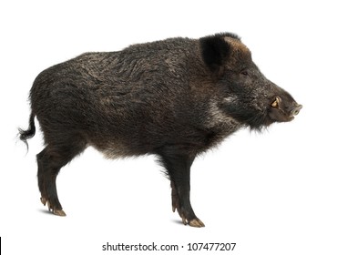 Wild Boar, Also Wild Pig, Sus Scrofa, 15 Years Old, Standing Against White Background