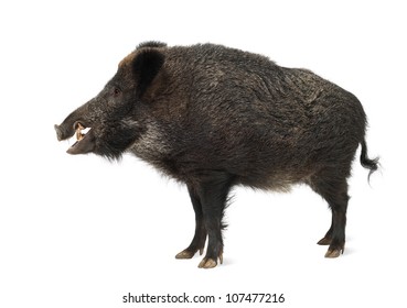 Wild Boar, Also Wild Pig, Sus Scrofa, 15 Years Old, Standing Against White Background