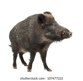 Wild Boar, Also Wild Pig, Sus Scrofa, 15 Years Old, Standing Against White Background