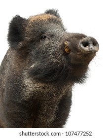 Wild Boar, Also Wild Pig, Sus Scrofa, 15 Years Old, Close Up Against White Background