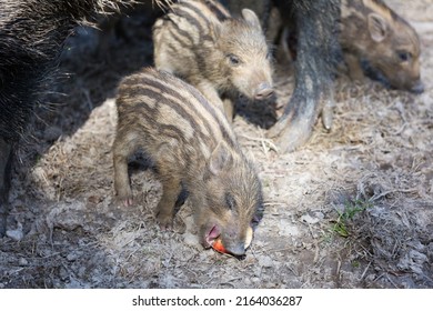 Wild Boar Piglet Eating An Apple.