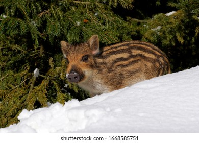 Wild Boar Piglet In The Snow (Sus Scrofa)