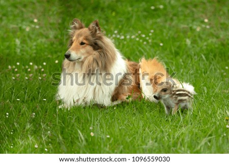 Similar – Foto Bild Collie Hündin mit Frischling