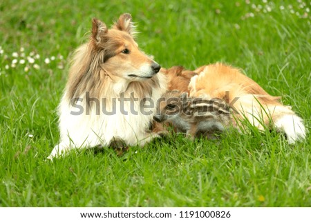 Similar – Foto Bild Collie Hündin mit Frischling