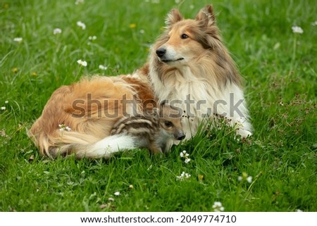 Foto Bild Collie Hündin mit Frischling