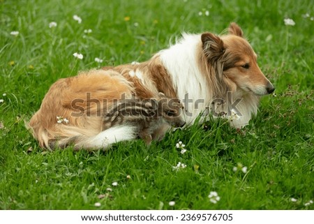 Similar – Foto Bild Collie Hündin mit Frischling