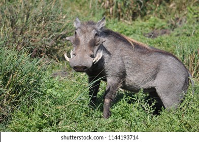 Wild Boar Pumba Looking Stock Photo (Edit Now) 1144193714