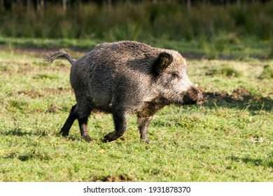 A wild boar is running in the forest. Hog running on green background
